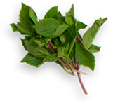 grass